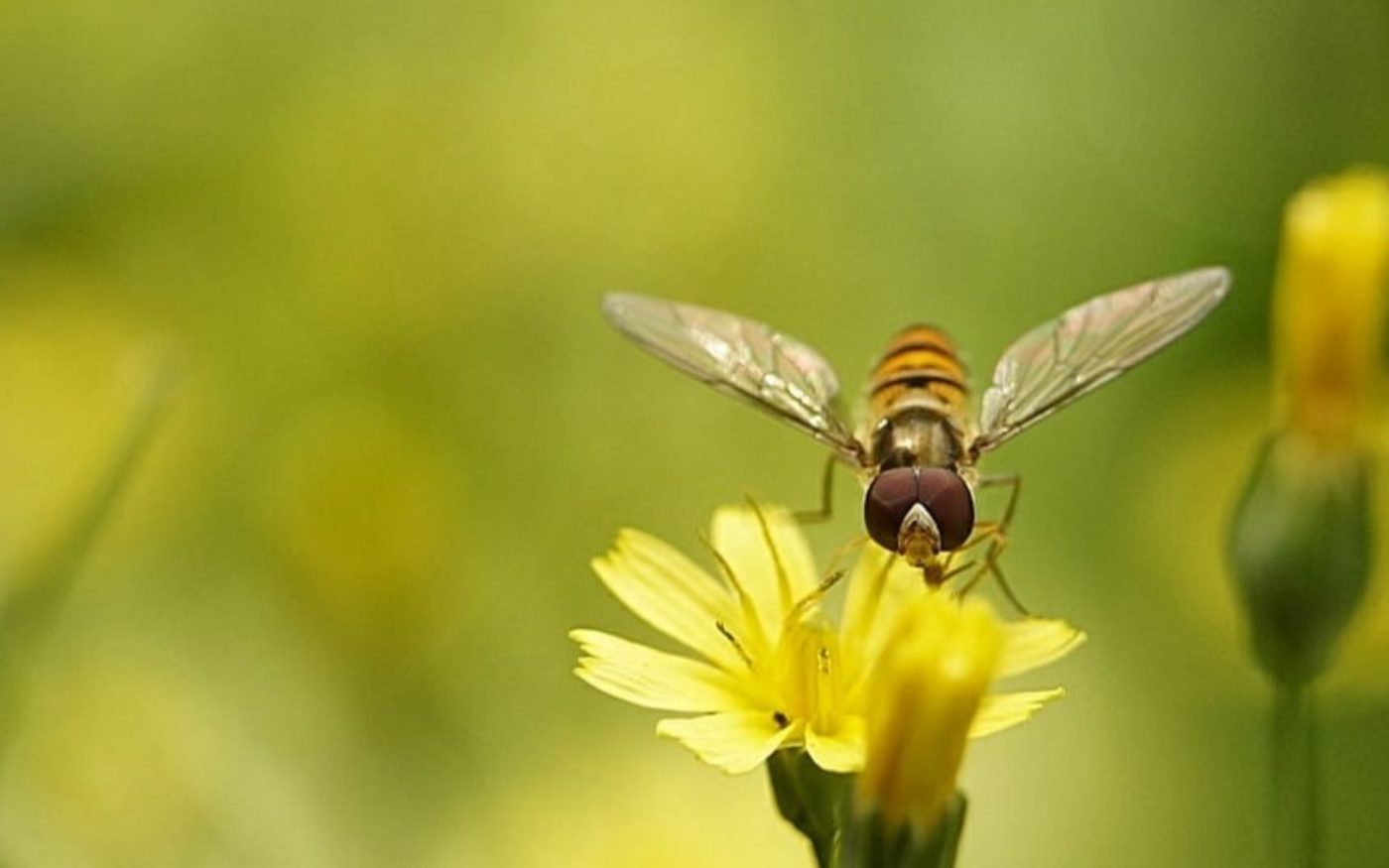 Marmalade hoverfly, Episyrphus balteatus